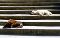 Picture Title - Sleeping Dogs