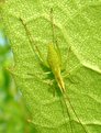 Picture Title - Warming On Leaf