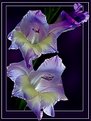 Picture Title - ***Gladiolus***