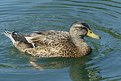 Picture Title - Just a Duck