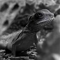 Picture Title - Water Dragon in b&w