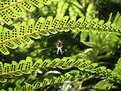 Picture Title - Spider among ferns