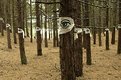 Picture Title - The trees have eyes...