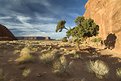 Picture Title - Monument Valley - Two Trees