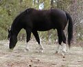 Picture Title - Black Horse