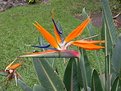 Picture Title - Bird Of Paradise