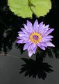 Picture Title - Water Lily