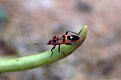 Picture Title - Desert Grass Bug
