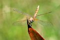 Picture Title - Dragon Fly