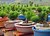 Bonsai Farm