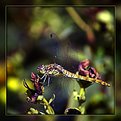 Picture Title - My first dragonfly!