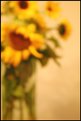 Picture Title - sunflower still life 1