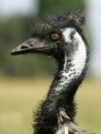 Picture Title - Emu