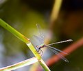 Picture Title - Dragon fly