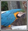 Picture Title - Parrot 2