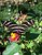 Zebra Longwing