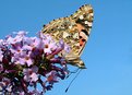 Picture Title - Painted lady