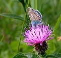 Picture Title - Polyommatus icarus