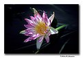 Picture Title - Waterlily (s1860)