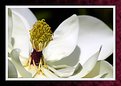 Picture Title - Magnolia