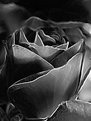 Picture Title - Deb K's rose