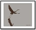 Picture Title - Heron at Dusk