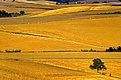 Picture Title - July in Tuscany