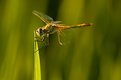 Picture Title - Backlighted Dragonfly