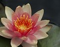 Picture Title - waterlilly 2