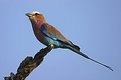 Picture Title - Lilac Breasted Roller