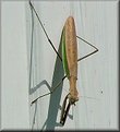 Picture Title - Morning Mantis