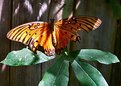 Picture Title - Butterfly Passion