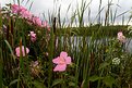 Picture Title - High Summer Boquet