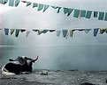 Picture Title - Yak under prayer flags