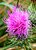 Thistle