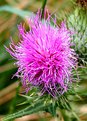 Picture Title - Thistle