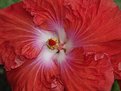 Picture Title - Lady in Red