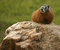 Picture Title - Wildlife at Crazyhorse