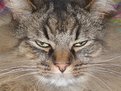 Picture Title - don't bother me
