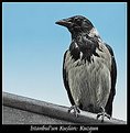 Picture Title - Birds Of Istanbul: Raven