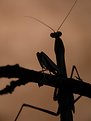 Picture Title - evening mantis