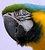 Blue and Gold Macaw parrot portrait