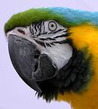 Picture Title - Blue and Gold Macaw parrot portrait