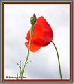Picture Title - Stilly poppy
