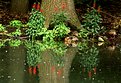 Picture Title - Duck Pond - Bronx Zoo