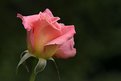 Picture Title - Rose