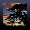 Picture Title - Back to the old cedar tree