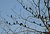 Pigeons tree