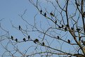 Picture Title - Pigeons tree