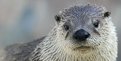 Picture Title - Otter